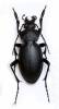 Carabus graecus
