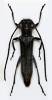 Phytoecia uncinata