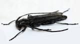 Phytoecia uncinata