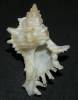 Hexaplex rileyi