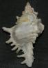 Hexaplex rileyi
