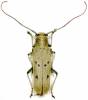 Saperda vestita - Linden Borer