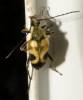 Judolia cordifera