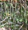 Pellia epiphylla - pobřežnice obecná