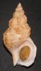 Buccinum inclytum