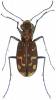 Lophyra flexuosa
