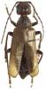 Vesperus strepens