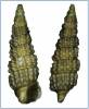 Cerithiopsis nana