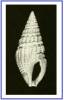 Drillia ebenina