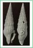 Drillia altispira