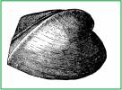 Glossocardia agassizii