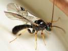 Otoblastus luteomarginatus