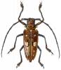 Batocera celebiana celebiana