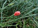 Ephedra monosperma