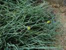 Ephedra monosperma - chvojník menší