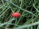 Ephedra monosperma - chvojník menší