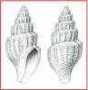 Propebela turricula
