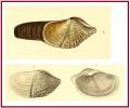 Zirfaea crispata
