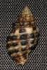 Ergalatax junionae