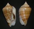 Conomurex persicus