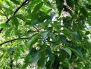 Carya glabra - ořechovec lysý