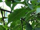 Carya glabra - ořechovec lysý