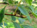 Carya glabra - ořechovec lysý