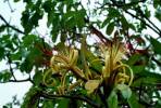 Pachira aquatica - pachira vodní
