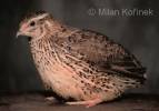 Coturnix japonica - křepelka japonská
