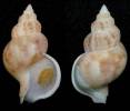 Buccinum felis
