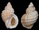 Buccinum polare