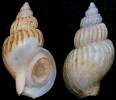 Buccinum rhodium