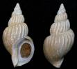 Buccinum acutispiratum