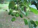 Alnus incana - olše šedá