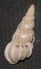 Gyroscala lamellosa - Lamellose Wentletrap