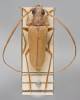 Apatophysis serricornis