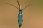 Phytoecia caerulescens caerulescens