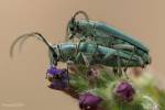 Phytoecia caerulescens caerulescens