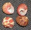 Gibbula cicer thalia