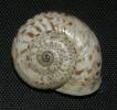 Marmorana serpentina - mramorovka hadovitá