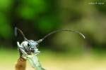 Phytoecia caerulescens caerulescens