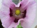 Papaver somniferum - mák setý