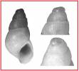 Brachystomia carrozzai