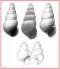 Odostomia acuta