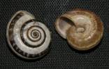 Cernuella neglecta - suchomilka přehlížená