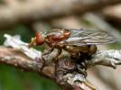 Brachyopa dorsata