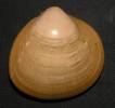 Laevicardium crassum