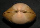 Laevicardium crassum