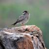 Glareola nuchalis - Rock Pratincole