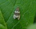 Olethreutes umbrosana